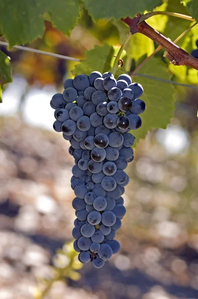 Grapes on the vine 1 — Stock Photo, Image