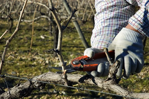 Worker pruning grapevines — Stock Photo, Image