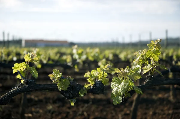 Tender spring grape vines — Stock Photo, Image