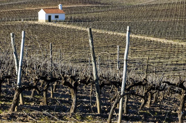 Vineyard in winter — Stock Photo, Image