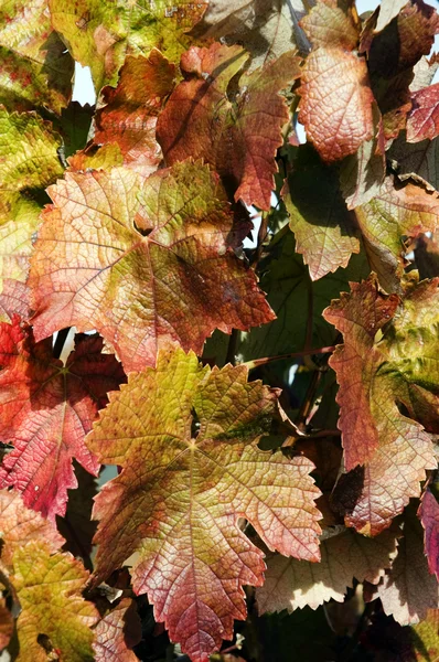 stock image Grapevines in autumn