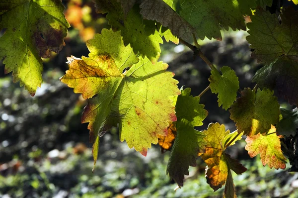 stock image Autumn leaves on vine