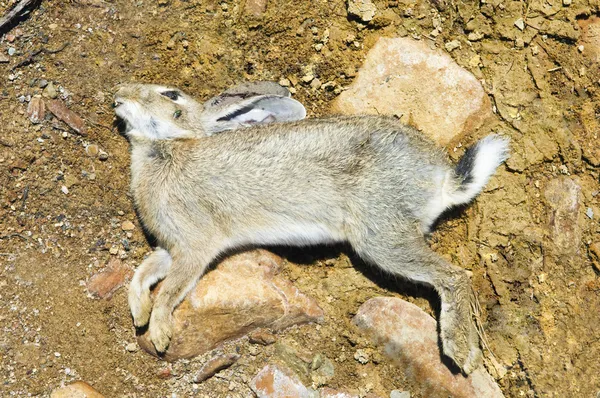 Conejo muerto: imágenes, fotos de stock libres de derechos | Depositphotos