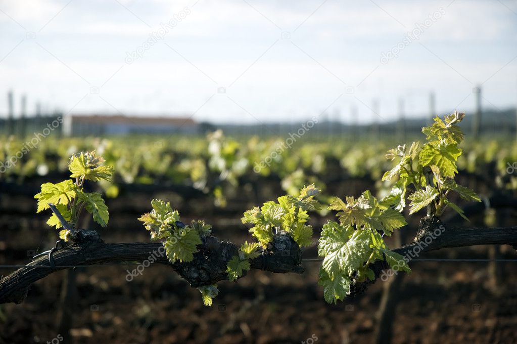 Tender spring grape vines