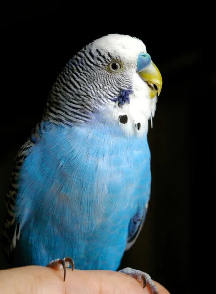 蓝色波浪鹦鹉 — 图库照片