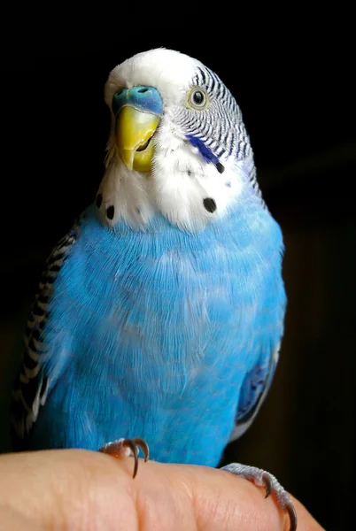 蓝色波浪鹦鹉 — 图库照片