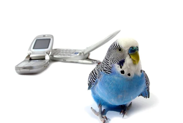 Попугаи и телефоны — стоковое фото
