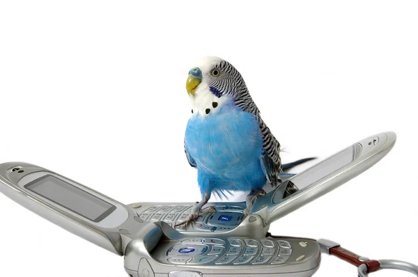 Papağan, telefon ve — Stok fotoğraf
