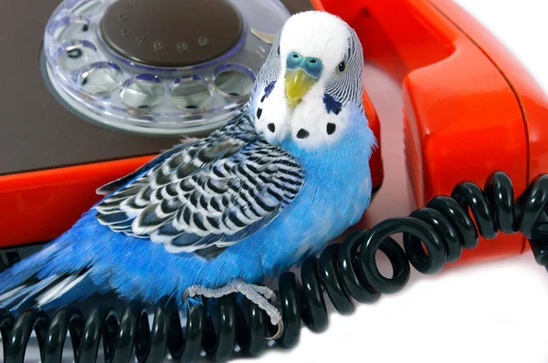 Papagal și telefon roșu — Fotografie, imagine de stoc