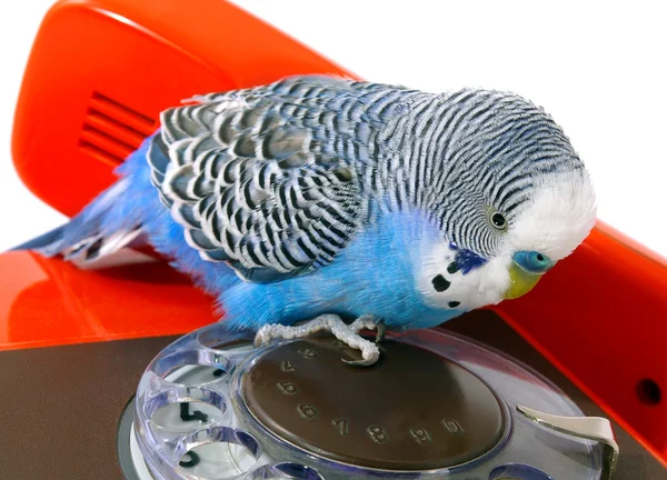 Попугай и телефон — стоковое фото