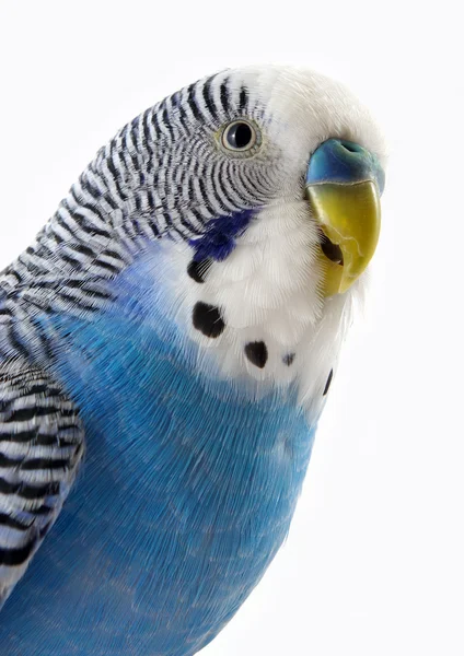 Portre papağan — Stok fotoğraf