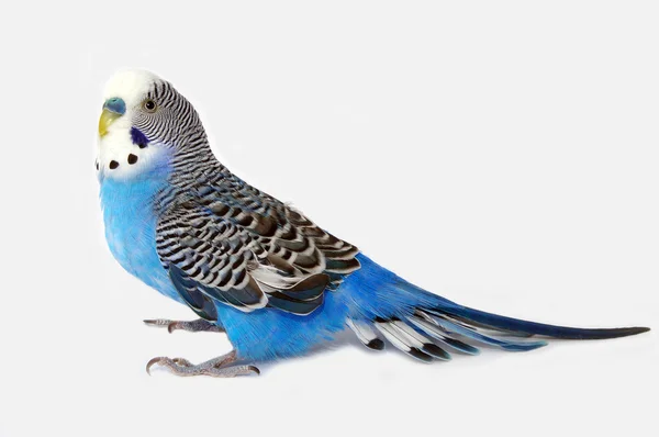 Mavi Papağan — Stok fotoğraf