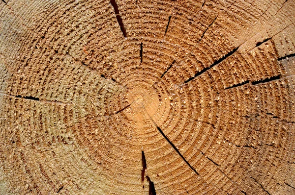Background tree — Stock Photo, Image