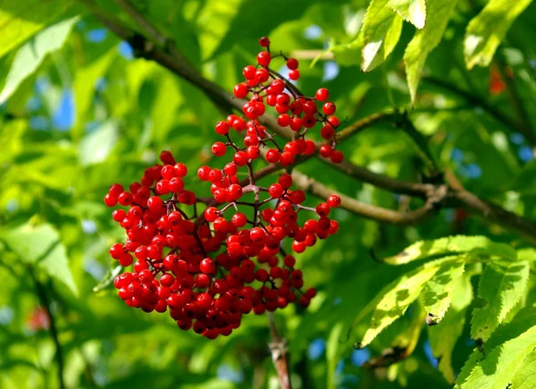 Κόκκινο elderberry — Φωτογραφία Αρχείου
