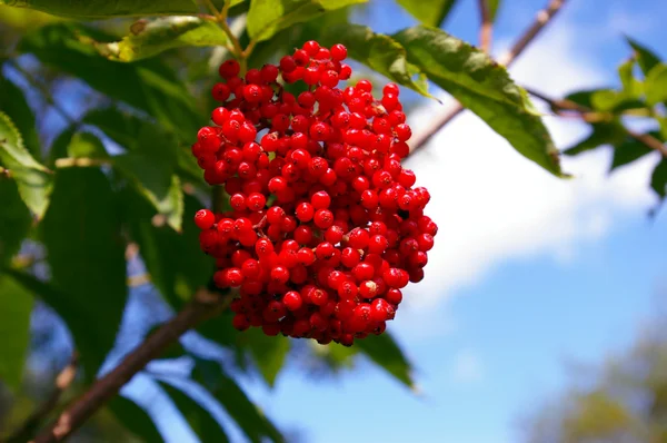 Κόκκινο elderberry — Φωτογραφία Αρχείου