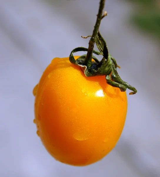 Yellow tomato — Stock Photo, Image