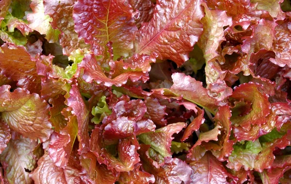 stock image Sheet of red salad