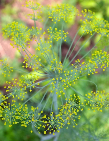 stock image Flowering dill