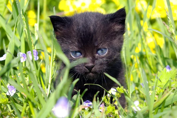 Black kitty — Stock Photo, Image