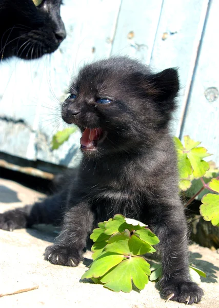 Black kitty to cry — Stock Photo, Image