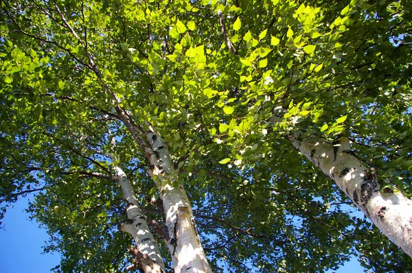 자작나무 단풍 — 스톡 사진