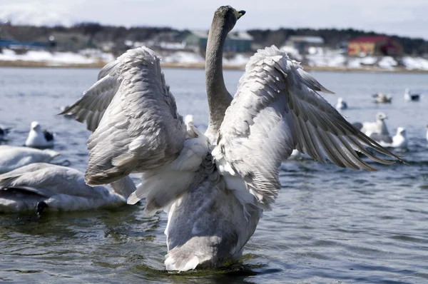 Swan wings — Stock Photo, Image