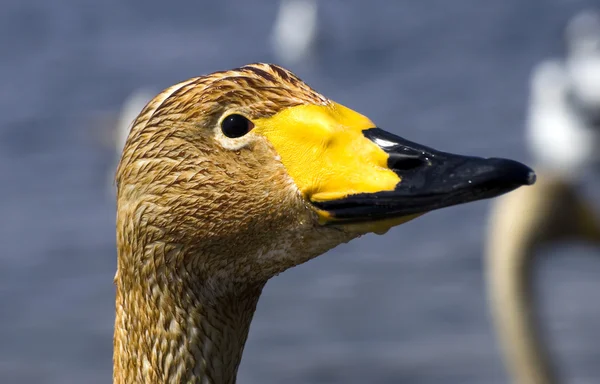 Young whooper swan — Stock Photo, Image