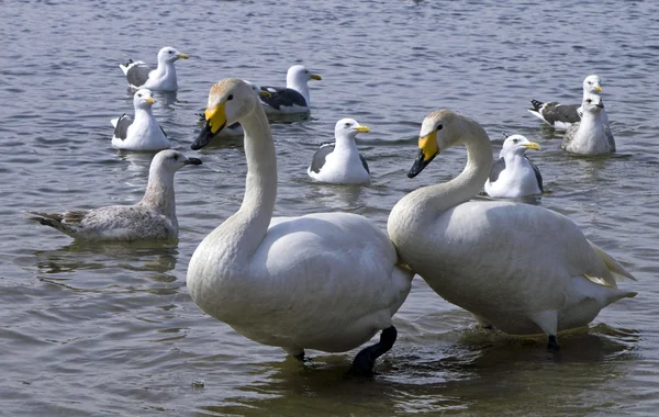 Swan and seagulls — Stock Photo, Image