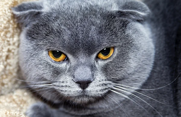 Pisica portret — Fotografie, imagine de stoc