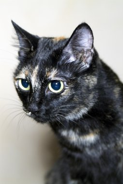 kedi doğurmak kuril bobtail