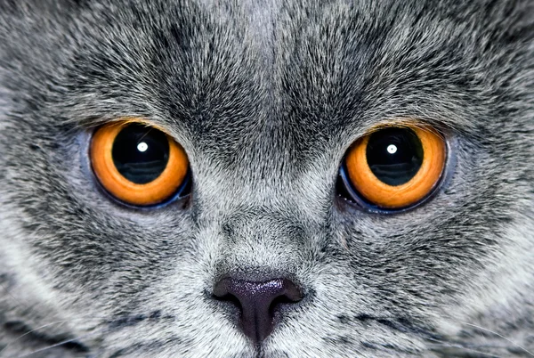 Ojos amarillos gato — Foto de Stock