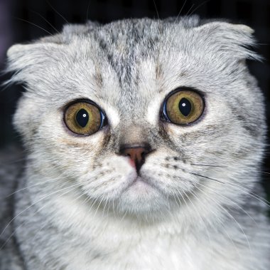 Surprised cat clipart