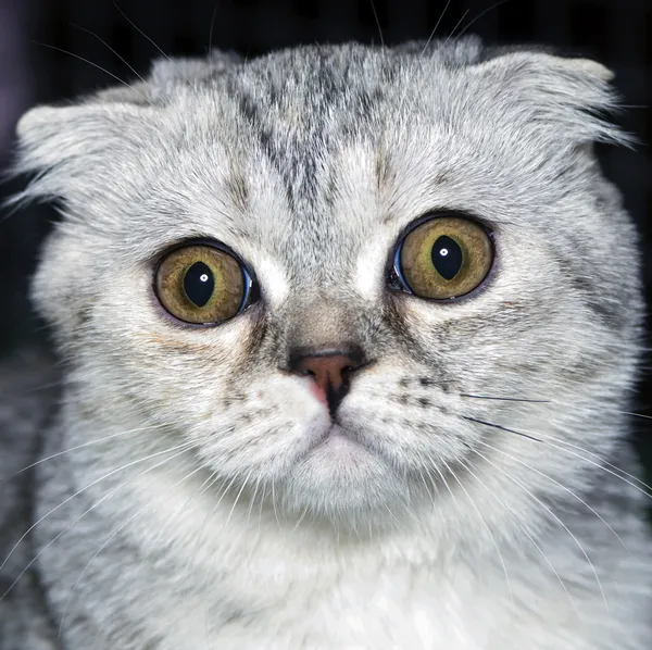 惊讶的猫 免版税图库图片