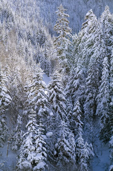 Abete coperto di neve — Foto Stock