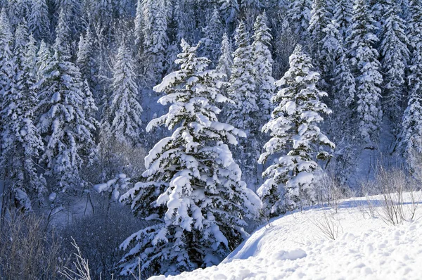 Bradul acoperit cu zăpadă — Fotografie, imagine de stoc