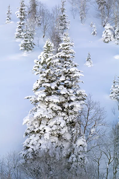 Karla kaplı göknar — Stok fotoğraf