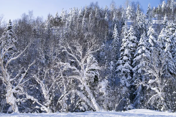 Karla kaplı ağaç — Stok fotoğraf