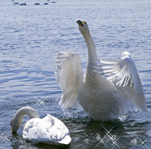 Inspired declaration of love white swan — Stock Photo, Image