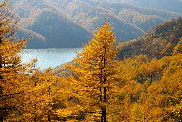 Sonbahar larches ve dağ gölü — Stok fotoğraf