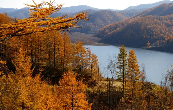 stock image Autumn larches and mountain lake