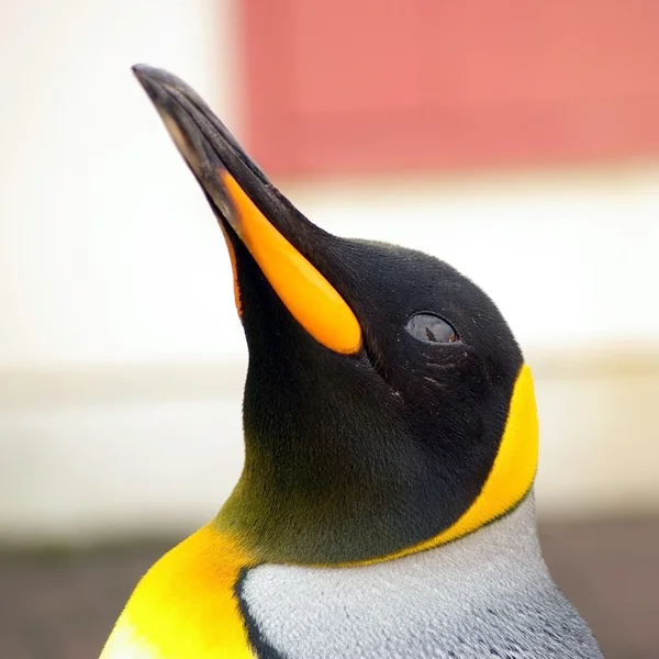 Pinguin Royal — Stockfoto