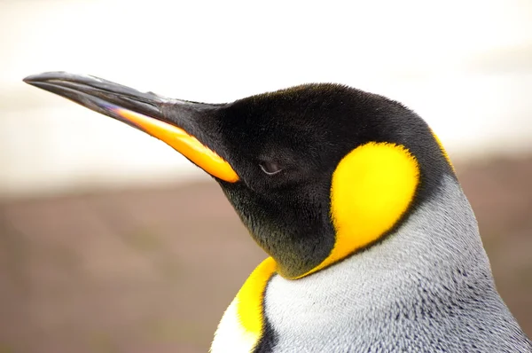 Penguin royalin — Stock Photo, Image
