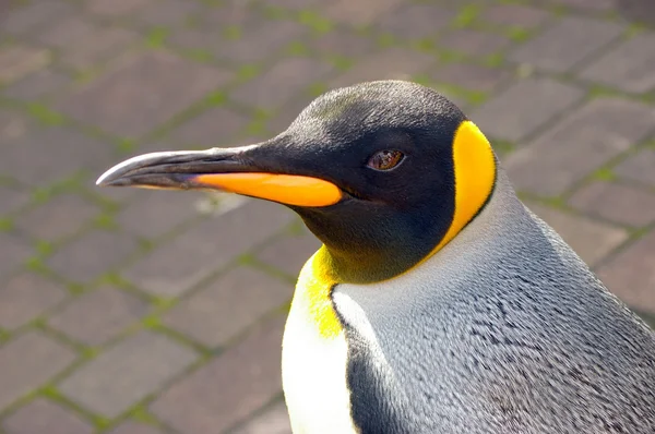 Penguin royalin — Stock Photo, Image