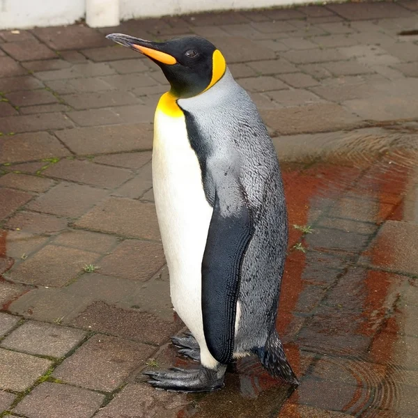 ロイヤル ペンギン — ストック写真