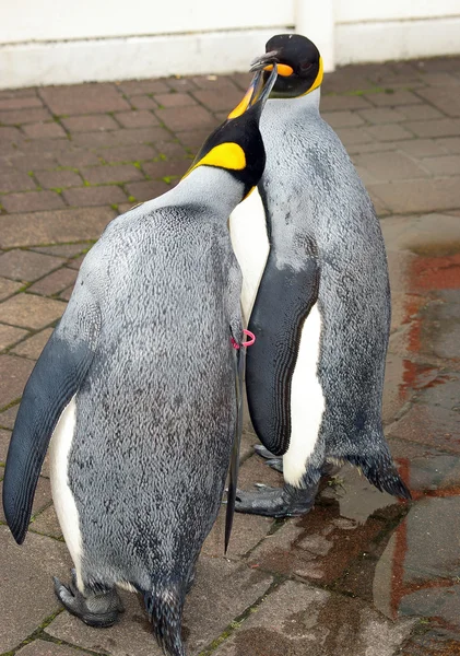 Penguin royal — Stock Photo, Image