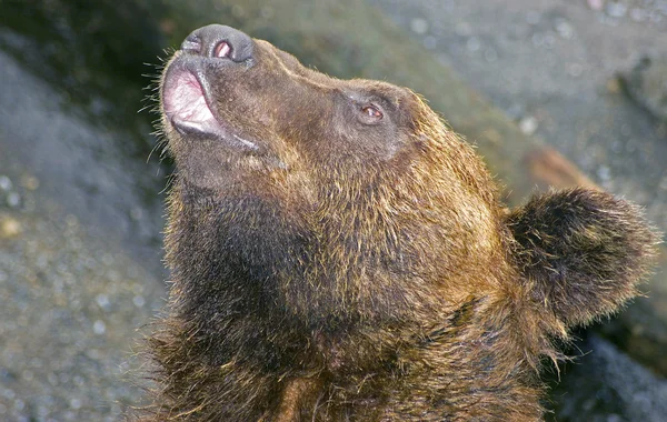 肖像棕色的熊-higuma — 图库照片