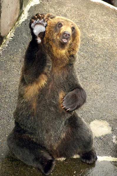 Японский бурый медведь - хигума — стоковое фото