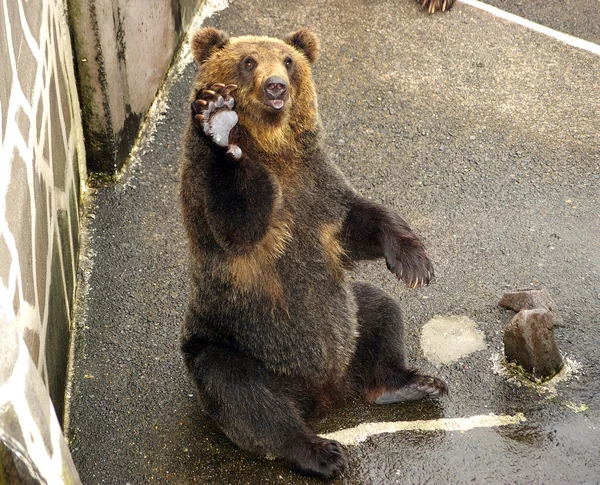 Urso castanho japonês - higuma — Fotografia de Stock
