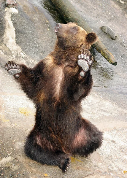 stock image Japanese Brown bear - higuma