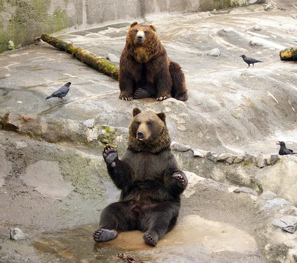 日本棕熊-higuma — 图库照片